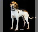 Small Photo #1 Treeing Walker Coonhound Puppy For Sale in Hot Springs Village, AR, USA