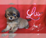 Small Photo #2 Maltese-Maltipoo Mix Puppy For Sale in SAN FRANCISCO, CA, USA