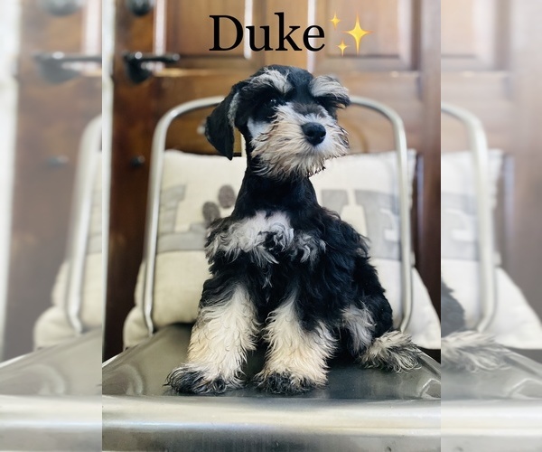 Medium Photo #9 Schnauzer (Miniature) Puppy For Sale in COOKEVILLE, TN, USA