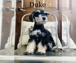 Small Photo #9 Schnauzer (Miniature) Puppy For Sale in COOKEVILLE, TN, USA