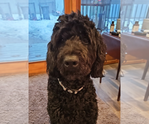 Bernedoodle Dogs for adoption in Farmington, MN, USA