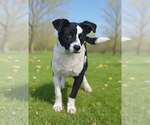 Small #1 Border Collie Mix