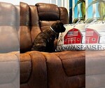 Small Photo #13 Cane Corso Puppy For Sale in REEVESVILLE, SC, USA