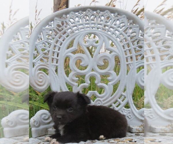 Medium Photo #36 Chihuahua Puppy For Sale in HAYES, VA, USA