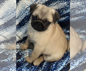 Pug Puppy for sale in LIVONIA, MI, USA