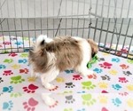 Small #9 Japanese Chin