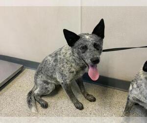 Texas Heeler-Unknown Mix Dogs for adoption in Visalia, CA, USA