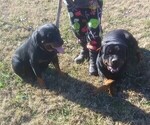 Small Photo #2 Rottweiler Puppy For Sale in HACKETT, AR, USA