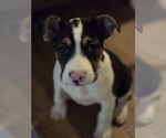 Small Mutt