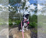 Small Boston Terrier Mix