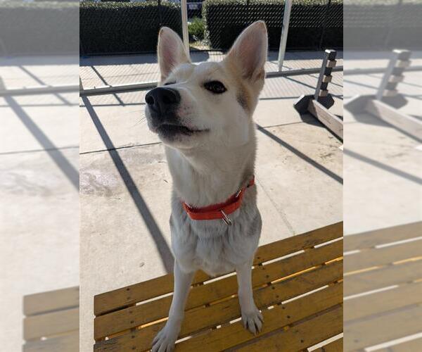 Medium Photo #2 Gerberian Shepsky Puppy For Sale in Elk Grove, CA, USA