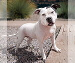 Small #1 American Staffordshire Terrier