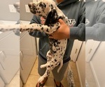 Small Photo #4 Dalmatian Puppy For Sale in GLENDALE, AZ, USA