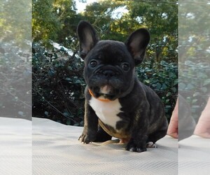 French Bulldog Puppy for sale in LAKELAND, FL, USA