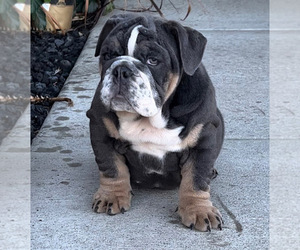 English Bulldog Dog for Adoption in BRENTWOOD, California USA