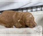 Small Photo #4 Goldendoodle Puppy For Sale in MOULTON, AL, USA
