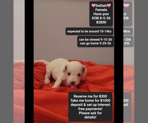 Havapoo Puppy for sale in TUCSON, AZ, USA