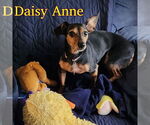 Small #6 Dachshund Mix