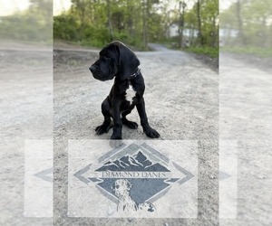 Great Dane Dog for Adoption in HIGHLAND, New York USA