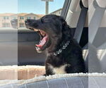 Small #2 Australian Shepherd