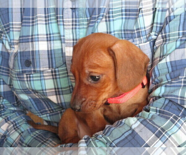 Medium Photo #5 Dachshund Puppy For Sale in OWEN, WI, USA