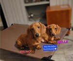 Small #3 Dachshund