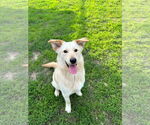 Small #2 Labrador Retriever Mix