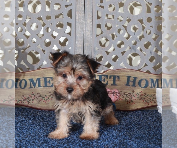 Medium Photo #4 Yorkshire Terrier Puppy For Sale in MOUNT VERNON, OH, USA