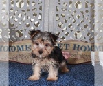Small #3 Yorkshire Terrier