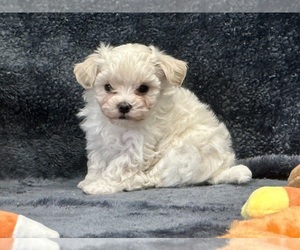 Maltese-Poodle (Toy) Mix Puppy for sale in SILEX, MO, USA