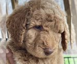 Small Photo #2 Goldendoodle-Poodle (Standard) Mix Puppy For Sale in WAKE FOREST, NC, USA