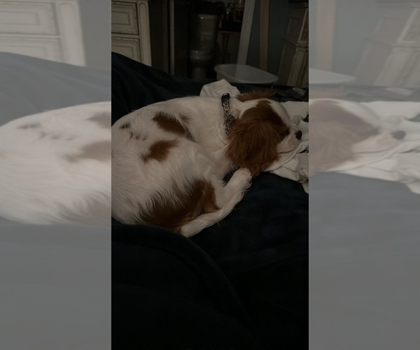 Medium Photo #4 Cavalier King Charles Spaniel Puppy For Sale in DANVILLE, VA, USA