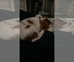Small #3 Cavalier King Charles Spaniel