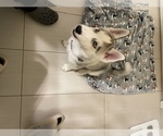 Small Photo #5 Siberian Husky Puppy For Sale in MALDEN, MA, USA