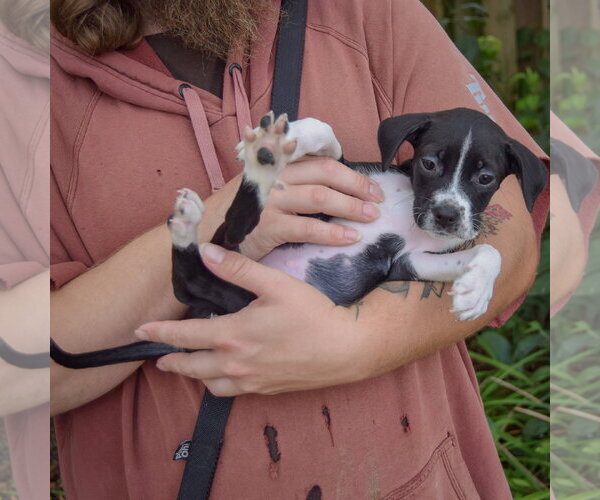 Medium Photo #3 Mutt Puppy For Sale in Huntley, IL, USA