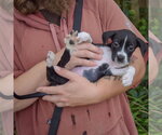 Small #2 Mutt