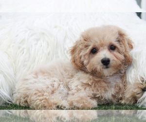 Poochon Puppy for sale in MARIETTA, GA, USA