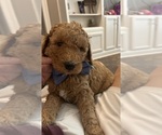 Small #3 Goldendoodle-Poodle (Standard) Mix