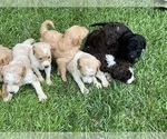 Small Photo #1 Goldendoodle-Poodle (Standard) Mix Puppy For Sale in GREENVILLE, SC, USA