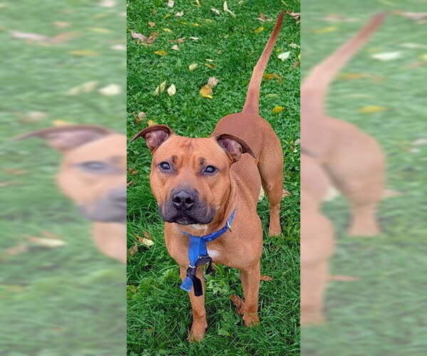 Medium Photo #1 Mutt Puppy For Sale in Akron, OH, USA