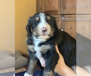 Bernedoodle Puppy for sale in EIGHTY FOUR, PA, USA