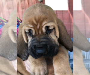 Bloodhound Puppy for sale in FALKVILLE, AL, USA