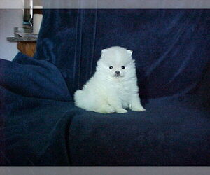 Pomeranian Puppy for sale in APPLE VALLEY, CA, USA