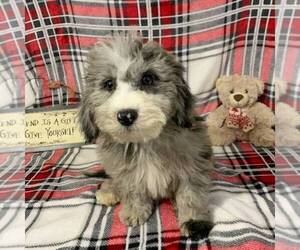 Poodle (Miniature)-Sheepadoodle Mix Puppy for sale in HOLMESVILLE, OH, USA