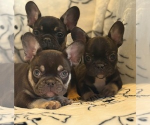 French Bulldog Puppy for sale in RALEIGH, NC, USA