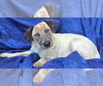 Small #1 Anatolian Shepherd-Pointer Mix