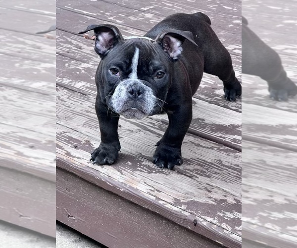 Medium Photo #1 American Bully Puppy For Sale in FLOSSMOOR, IL, USA