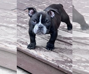 American Bully Puppy for sale in FLOSSMOOR, IL, USA