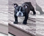 Small Photo #1 American Bully Puppy For Sale in FLOSSMOOR, IL, USA