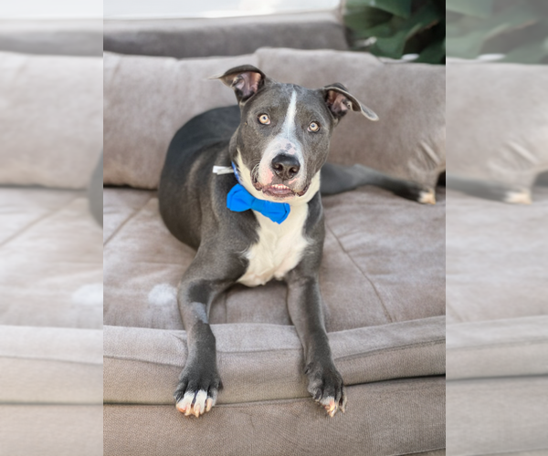 Medium Photo #2 American Staffordshire Terrier-Labrador Retriever Mix Puppy For Sale in Phoenix, AZ, USA